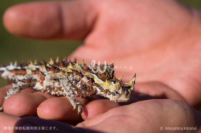 全身トゲだらけの珍しいトカゲ ソーニーデビル（モロクトカゲ