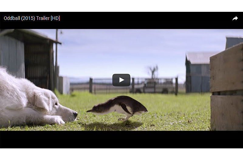 さよならオッドボール ペンギンを守ったヒーロー犬の物語 映画 オッドボール オーストラリア取材 ロケ 撮影 コーディネーター Wave Planning